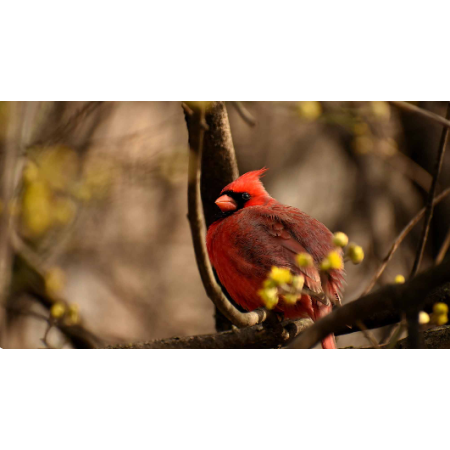 Main Slider Image